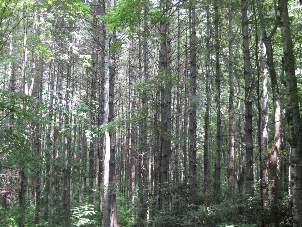 Hardwood Regeneration Areas (9 acres) The remaining 20% of the area consists of larger, more widely spaced white pine where natural hardwood regeneration has already become