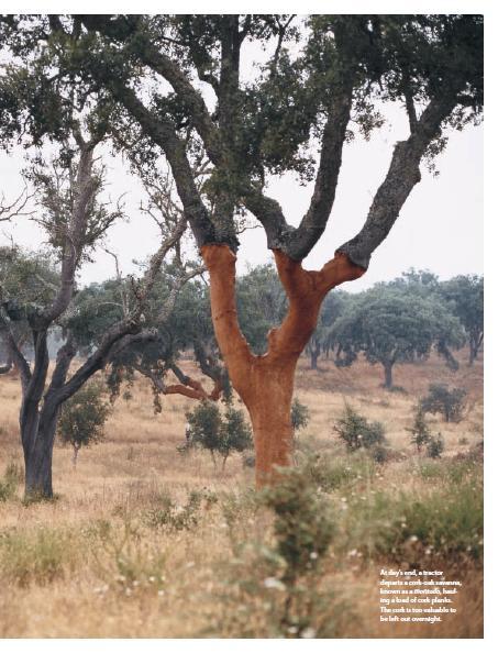 Example 2: Dehesa cork oak in Europe Dehesa (in Portugal) -biodiversity-rich agro-ecosystems in Europe Iberian lynx (Lynx pardinus); Black vulture (Aegypius monacus); Spanish imperial eagle (Aquila