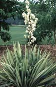 (Excessively Drained) Low 6 Yucca filamentosa 'Wilder's Wonderful' Common name Wilder's Wonderful Type Evergreen Height