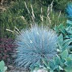 Requirements Maintenance 2 Hesperaloe Parviflora Common name Texas Red Yucca Type Perennial, Leaves Evergreen Height 2 to 3 Bloom time Summer Sun Full sun to part shade 3 Artemisia Powis Castle
