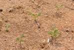 Acacia mangium seedling 1 month Acacia crassicarpa