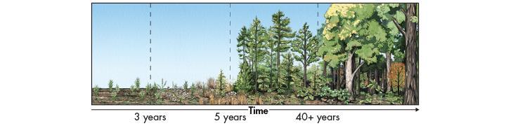 4.3- Succession 2-secondary succession- begins where soil remains rebuilds faster than
