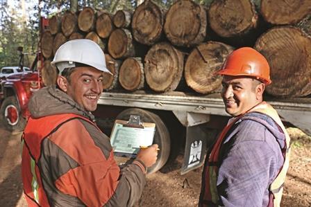 Efficiency on sawmills was increased by 17% on average (reduced losses in sawmill operations).