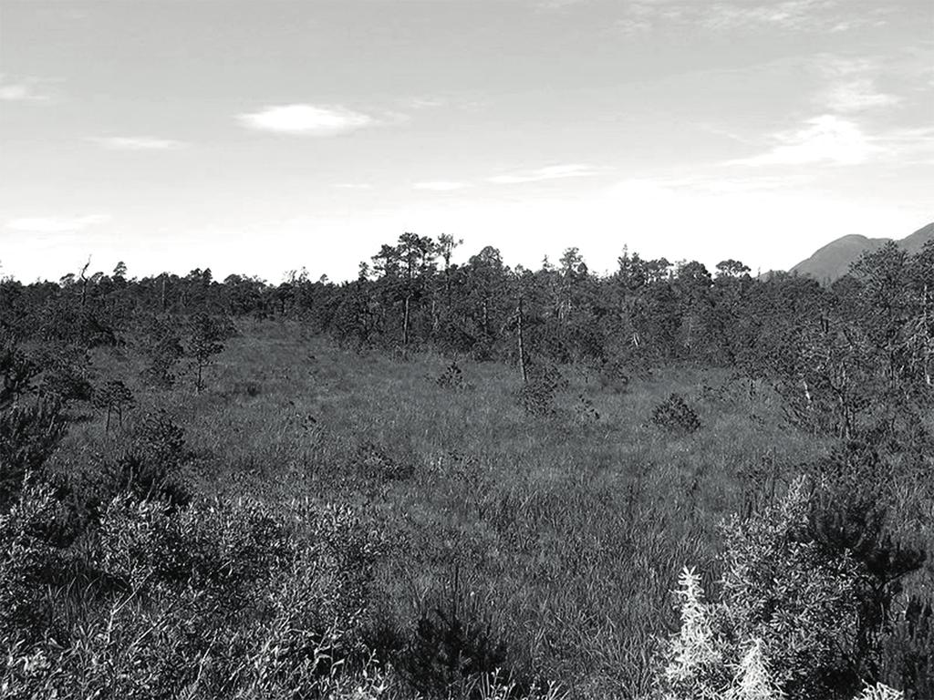 Greenpeace / Richard Brooks] (b) Muskeg habitat Low-lying marsh or peat bog, water table near