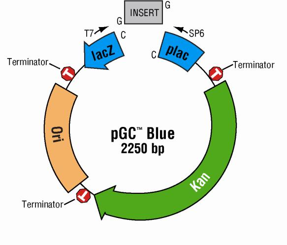 Appendix B: Vector Map, Cloning Sites, and Sequencing Primers The pgc Blue vector is supplied predigested, with dephosphorylated 5 ends and a single 3 -C overhang.