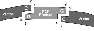 The GC Cloning Kits provide everything needed to amplify and clone PCR products into an unbiased, high-fidelity vector.