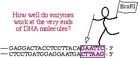 Hanging on... A general question: Answer: it depends on the enzyme Some catalogs of enzymes provide anecdotal data on the efficiency of enzymes trying to work at the ends of DNA molecules.