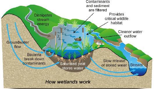 How Wetlands Work Oligotrophic Low amounts of nutrients Ex: P and N Productivity in a lake High O 2 Mesotrophic Some organic matter.