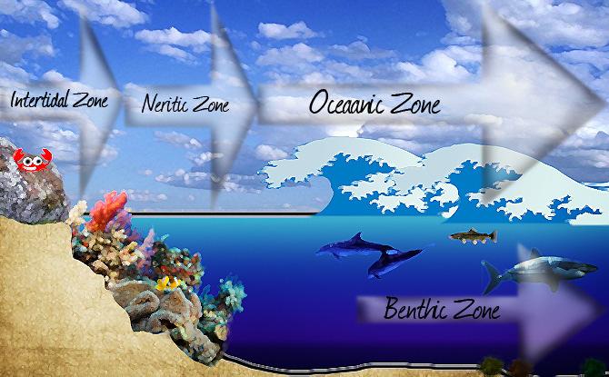 Open ocean systems Coral reefs Highest areas of biodiversity and most abundant of ocean organisms (plankton, nekton, and