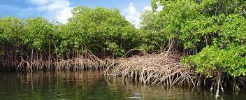 Mangrove forests In tropical and subtropical latitudes coast lines
