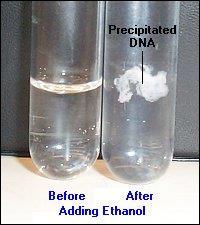 4. Purification Protein breakdown products are separated from free DNA AKA protein