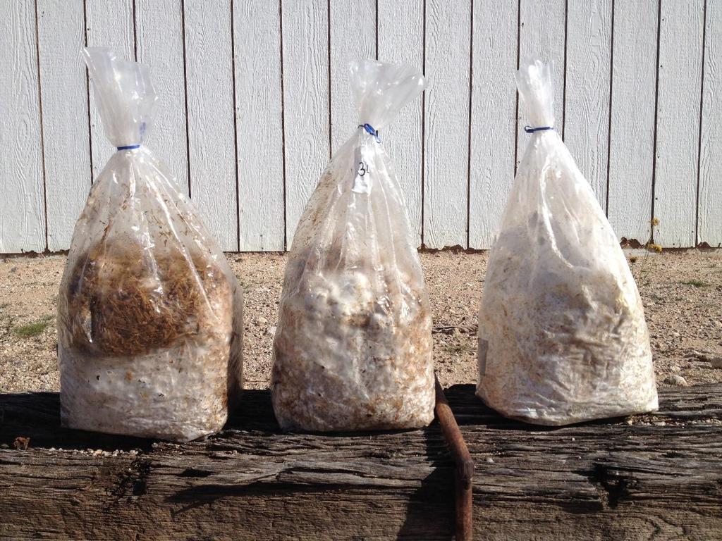 now-inoculated bags of substrate are