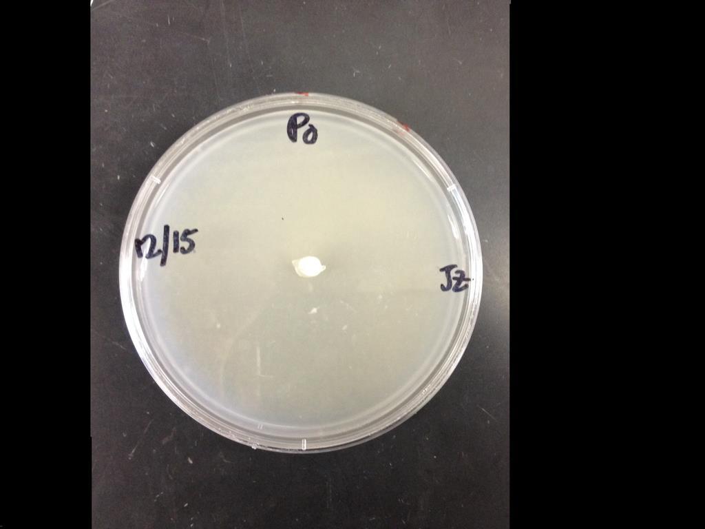 12 Days This fungus culture is grown on a medium of glucose yeast extract