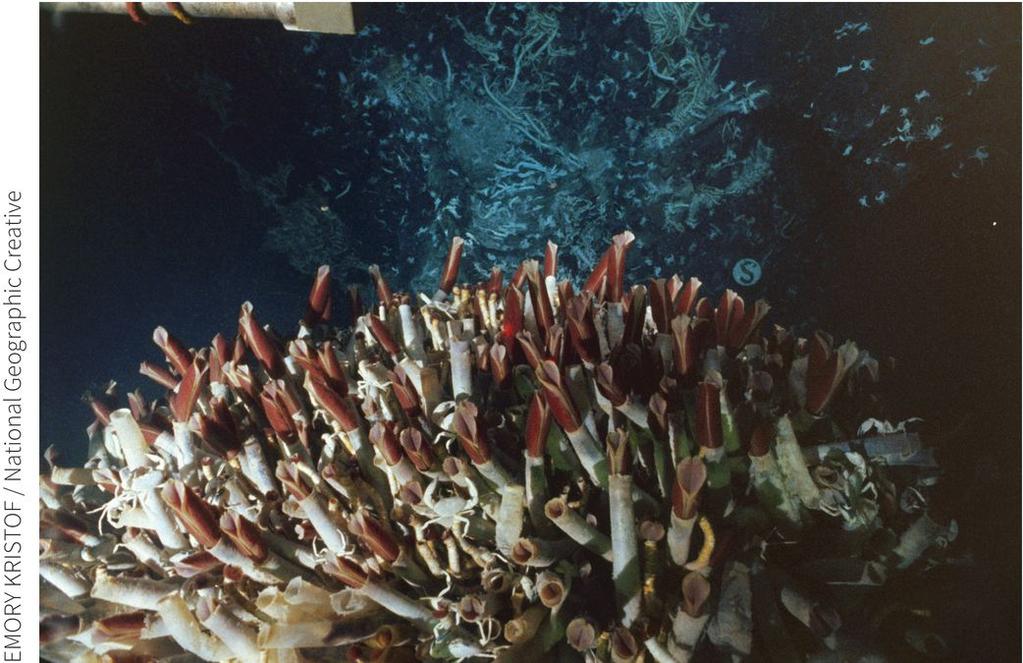 Life without Sun 1970s discovered hydrothermal vents in deep ocean (200 o C or 392 o F) Rich ecosystem