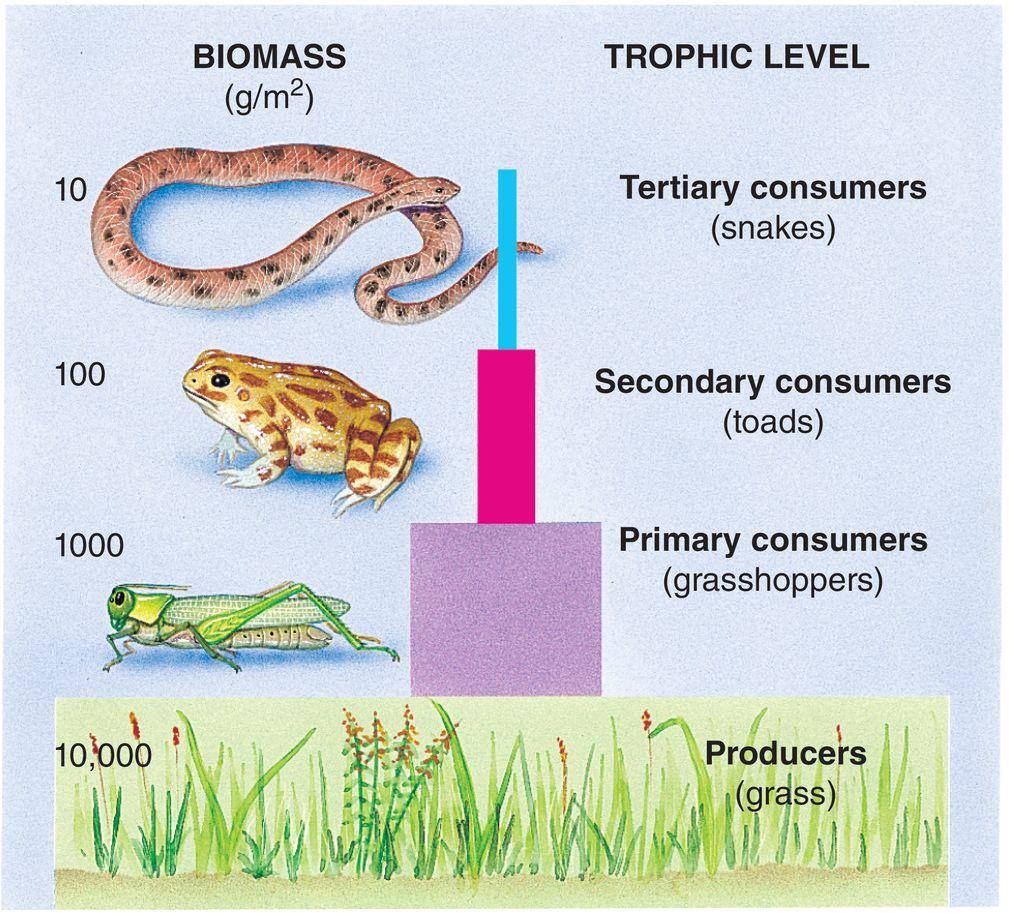 Pyramid of Biomass Illustrates the total biomass at each successive trophic level q Biomass: measure