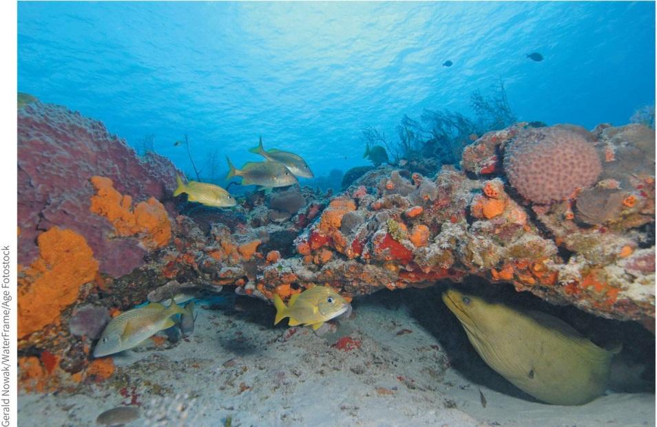 Ecology Coral Reef communities similar to rainforests for number of species and productivity