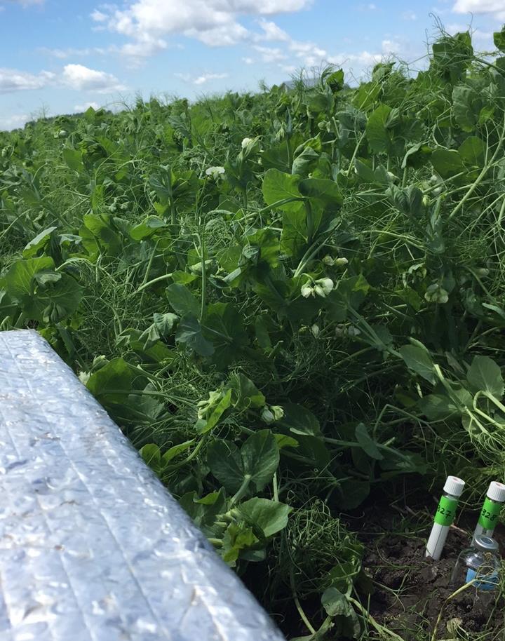 Pea crop at the