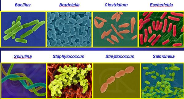 Types of non-point source pollution Bacteria: Bacteria are microscopic living organisms, usually one-celled, that can be found