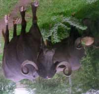 WATER BUFFALO:: AN ASSET UNDERVALUED BUFFALOES - THEIR DISTRIBUTION There are about 158 million buffaloes in the world (FAO Statistics).