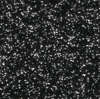 Illumina/Solexa Solid-phase clonal single molecule PCR 100μm colony of 1000