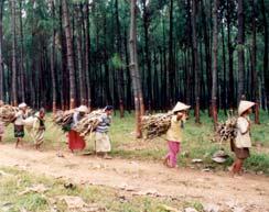 Social Forestry in Indonesia Social Forestry in various forms (Community Forestry, Community Based Forest Management, Collaborative Management Forest) had been implemented since many years ago in