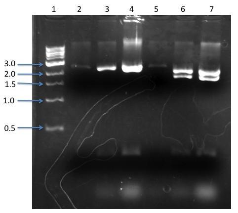 Figure 5. 1.5% Agarose Gel of Restriction Enzyme Digest of pentr::thd9 done with NsiI. Lane 1 has 5 ml of kb ladder and lanes 2-7 contain the six samples of restriction enzyme digest.