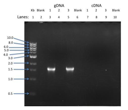 purity allowed us to go through with the amplification of our THD9 gene through the use of PCR. The PCR was then visualized through performing electrophoresis and taking a picture of the gel.