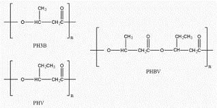 BIOPLASTICS PHA: Polyhydroxyalkanoates are polyesters produced through bacterial fermentation of sugar or