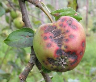 Integrated apple scab management sanitation measurements urea, Vinasse at leaf fall leaf shredding antagonists: