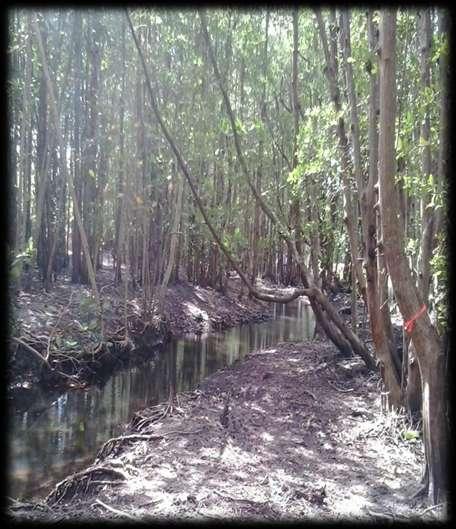 Recommendations - Mangrove Purchase all private land with remnant mangroves. Develop partnerships with private land owners. Fence remnant areas of mangrove.
