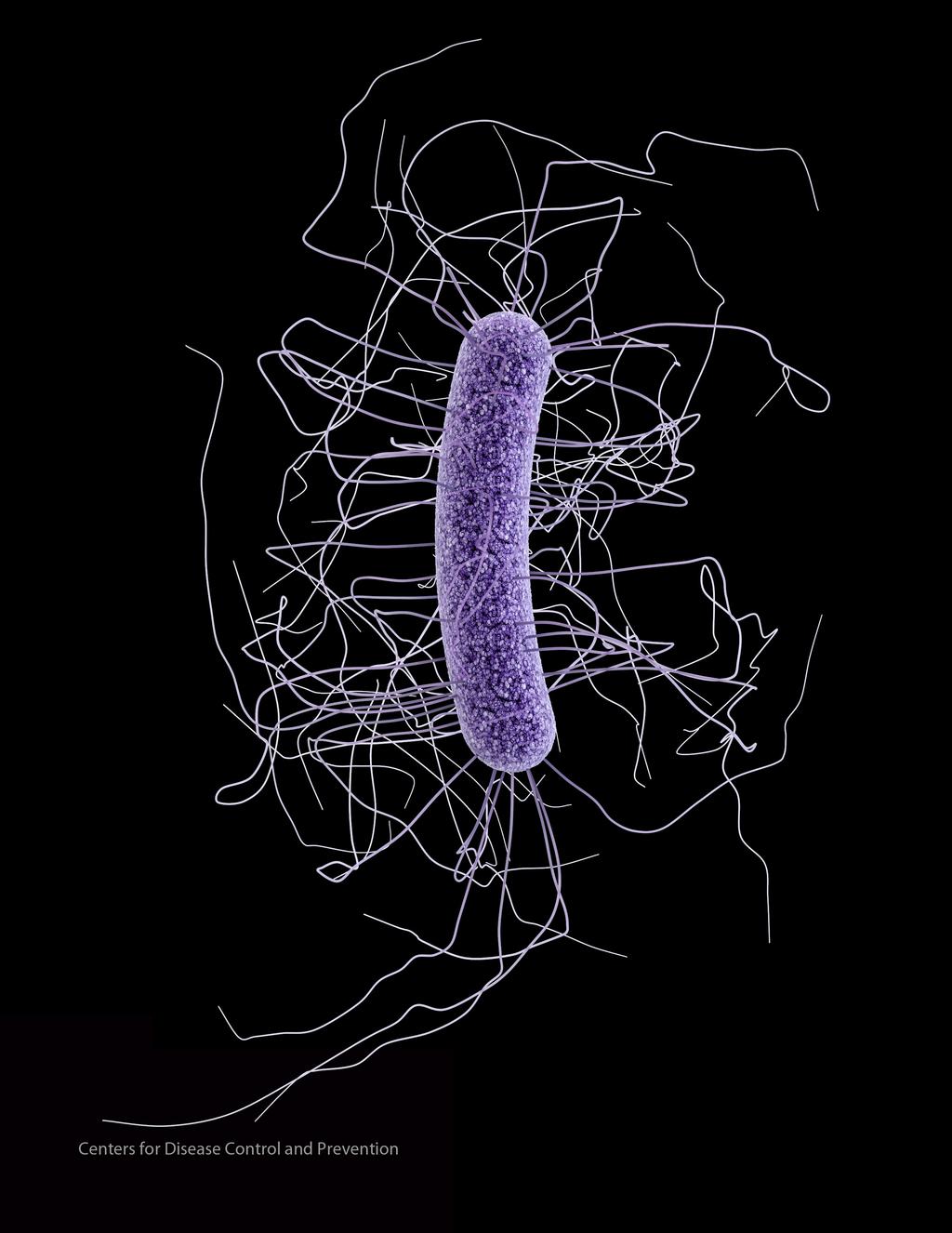 Clostridium difficile By Karla Givens Means of Transmission and Usual Reservoirs Clostridium difficile or C. diff., is transmitted by oral contact with feces containing bacterial spores.