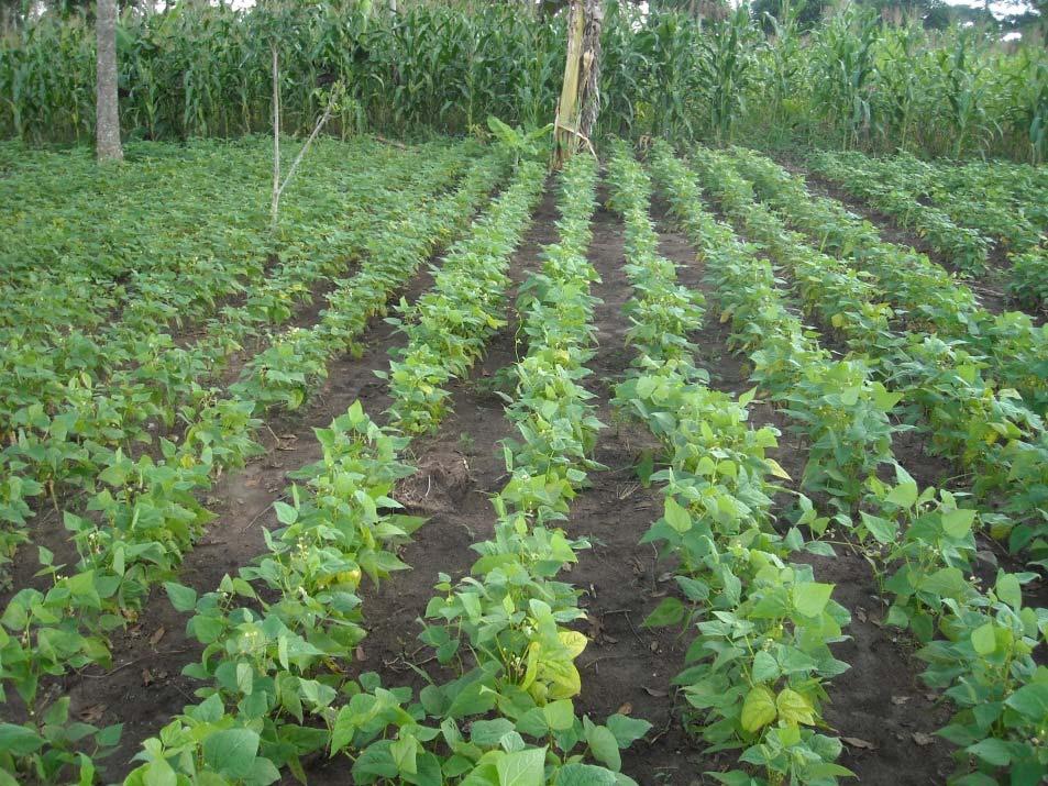 Problem and Rationale Common beans are most important legume crop (5 th most important crop in Uganda, 2 nd in Rwanda) Farmers own & cultivate 1-4 acres; half rent 1-2 acres Most grow ¼-½ acres