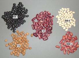 Maintaining Bean Quality Bruchid damage eliminated through anaerobic triple-bagged storage (4 mo.