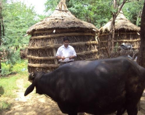 Impact of Other Livelihood Improving Strategies Livestock