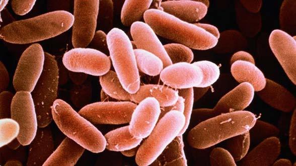 Listeria monocytogenes Higher heat resistance than most foodborne bacterial pathogens Survives freezing and drying Can survive and grow in refrigerated,