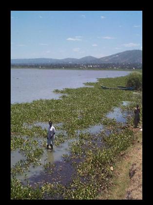 Managing Water Hyacinths Water Hyacinths in Lake Victoria