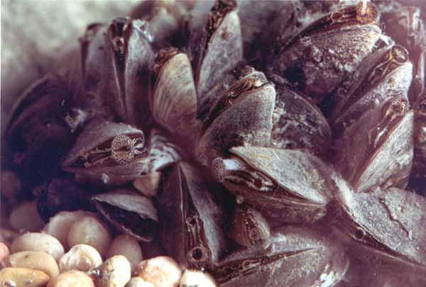 Invasive Species in Laurentian GL Zebra mussels (Dreissena polymorpha) No known, scientifically ascertained solution