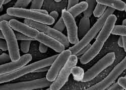 E. coli Part of the fecal indicator bacteria which are generally harmless themselves Found in high numbers in the gut of humans and other warm blooded animals, including birds