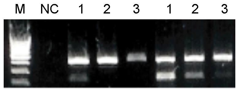 Multiplex PCR Multiplex PCR is a variant of PCR which enabling simultaneous amplification of many targets
