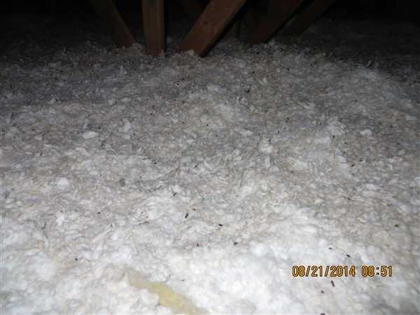 7 LOCATION: Attic SYSTEM: Interior Possible evidence of pest entry to roof space Small black oblong-shaped debris indicates there is possible pest entry into a roof area.