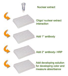 Schematic Procedure for Using the EpiQuik General Protein-DNA Binding Assay Kit (Colorimetric) PROTOCOL 1. Prepare nuclear extract by using your own successful method or commercial kits.