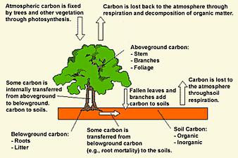 24 Carbon Sequestration at the Greenbelt As the discussion of global warming heats up, so does the term Carbon Sequestration Trees help in the global warming battle by sequestering atmospheric carbon