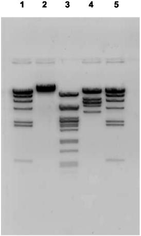 Making DNA Visible DNA is colorless so DNA fragments in the gel cannot be seen during electrophoresis. A loading dye containing two blue dyes is added to the DNA solution.