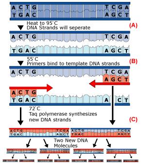When all the other components are combined under the right conditions, a copy of the original double stranded template DNA molecule is made doubling the number of template strands.