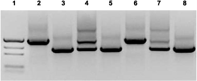 In this laboratory activity you will look at an Alu element in the PV92 region of chromosome 16.