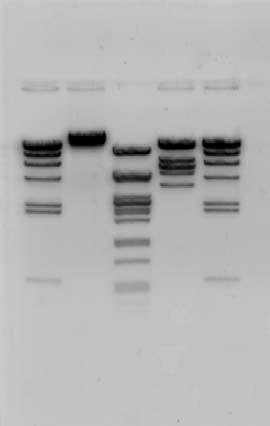 Making DNA Visible DNA is colorless so DNA fragments in the gel cannot be seen during electrophoresis. A loading dye containing two blue dyes is added to the DNA solution.