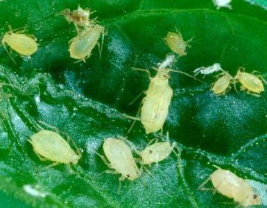 years Green peach aphid Sparse colonies on the