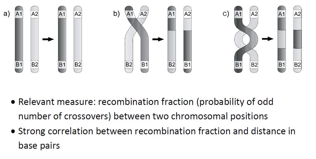 What is recombination?