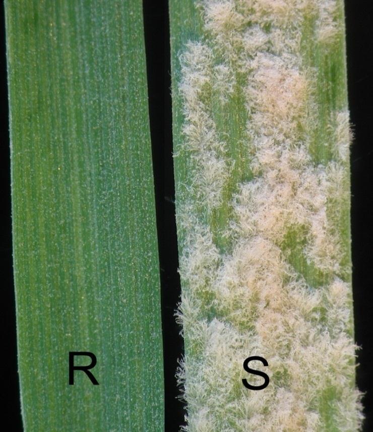 Example 3 Unlocking genetic diversity from the gene pool of wheat by target genes By Prof. Dr.