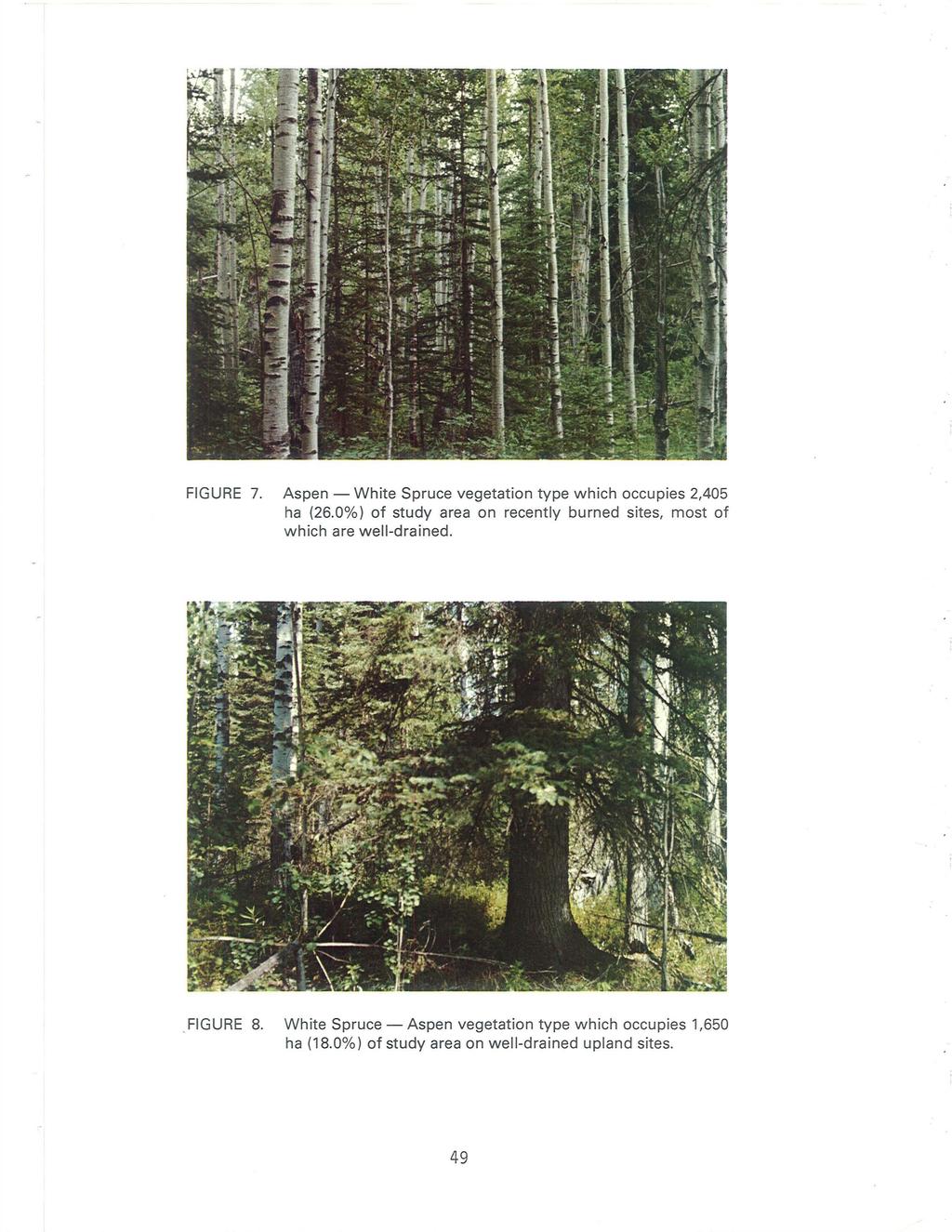 FIGURE 7. Aspen - White Spruce vegetation type which occupies 2,405 ha (26.